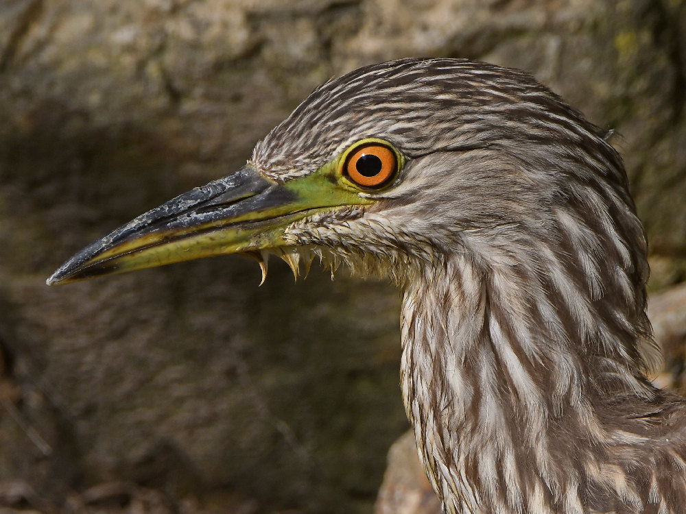 BlackHeron13.jpg