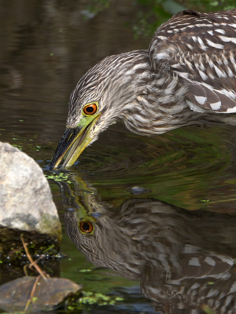 BlackHeron13.jpg