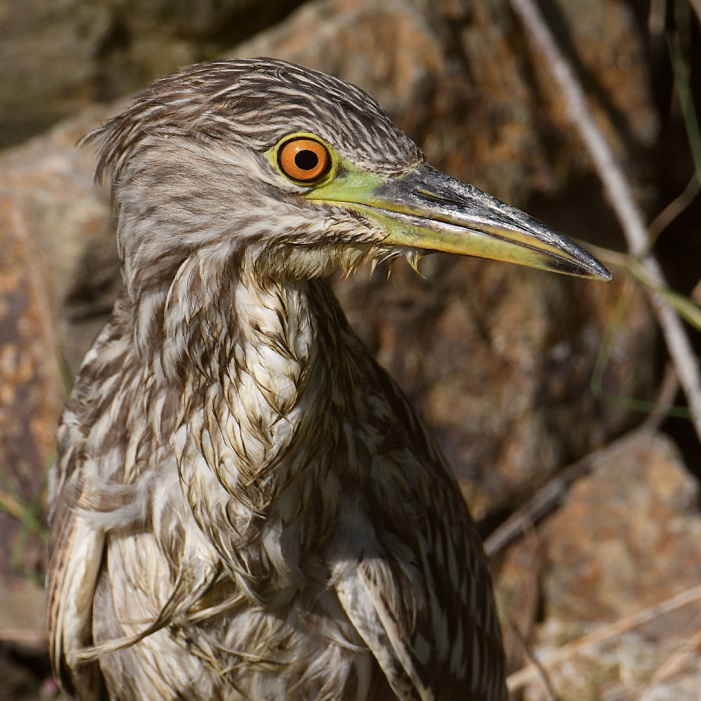 BlackHeron14.jpg