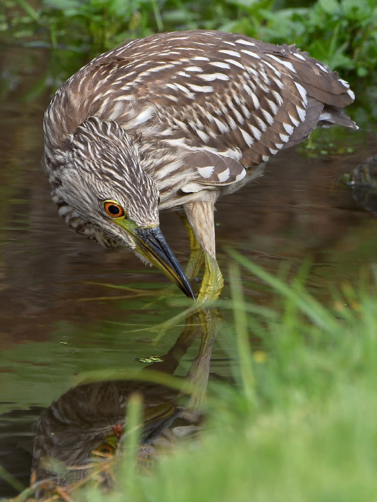 BlackHeron14.jpg