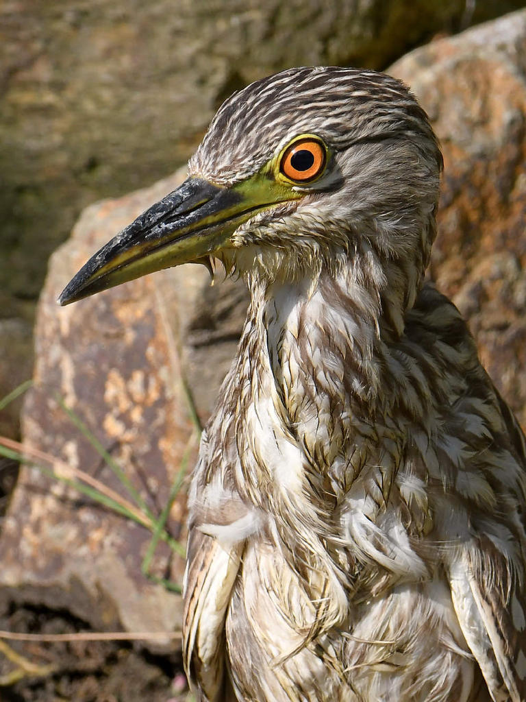 BlackHeron15.jpg