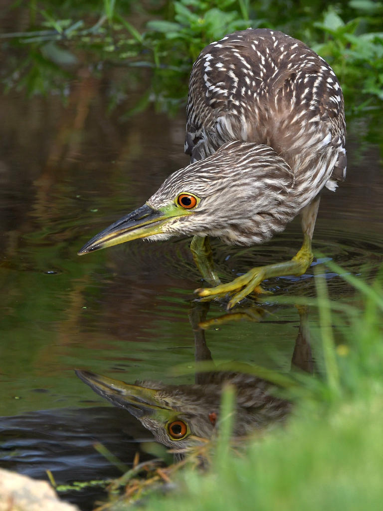 BlackHeron15.jpg