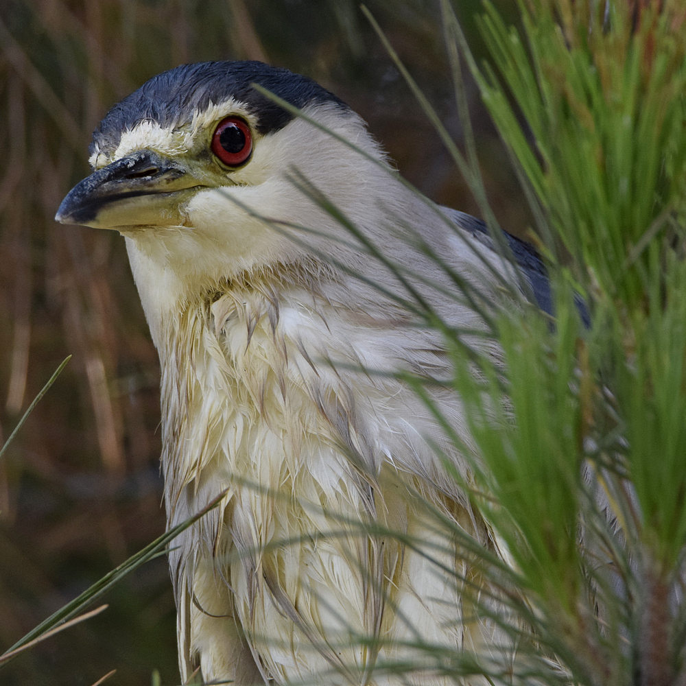 BlackHeron15.jpg