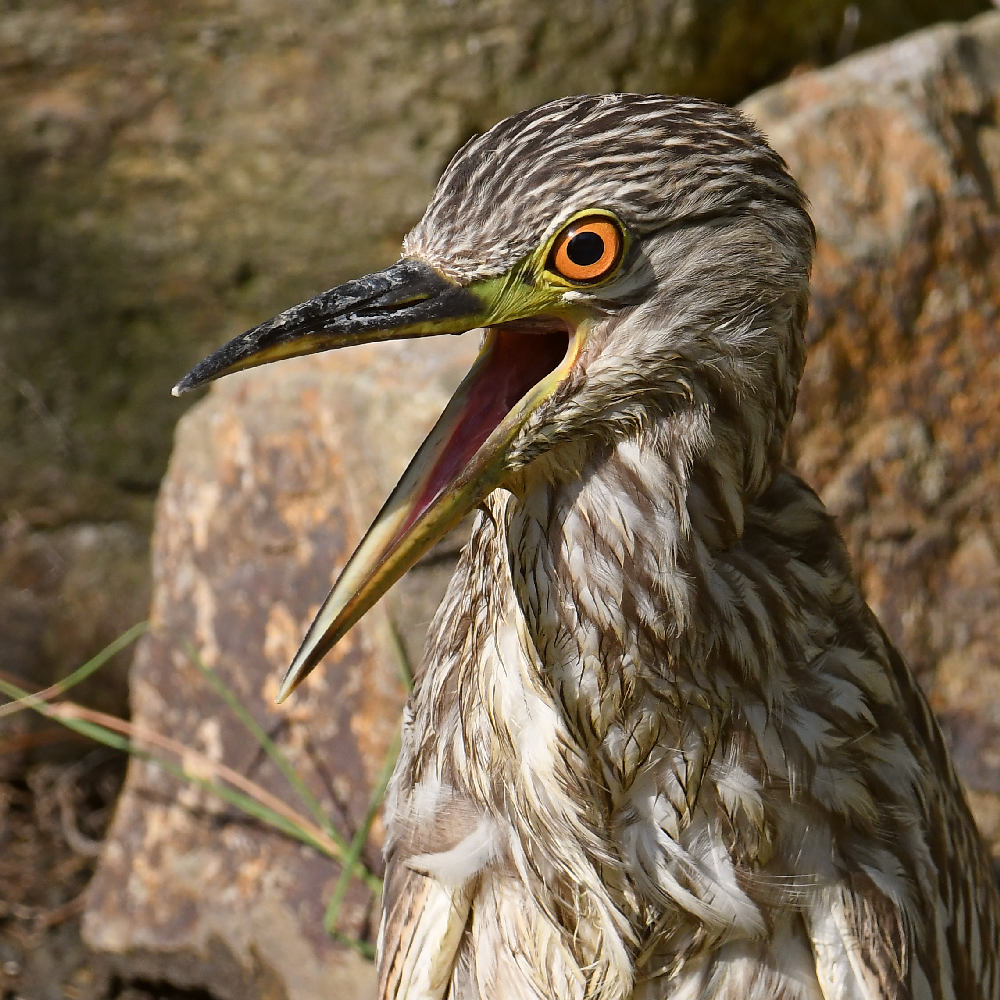 BlackHeron16.jpg