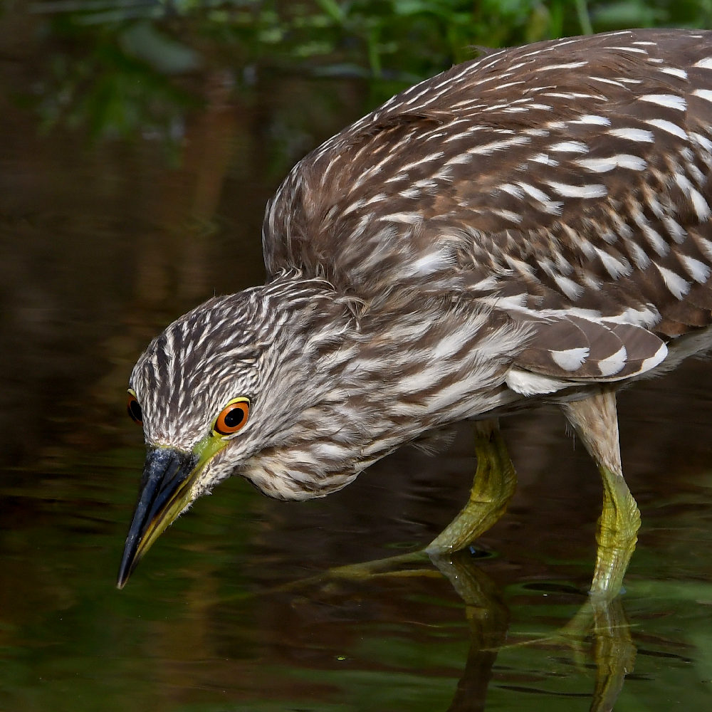 BlackHeron16.jpg