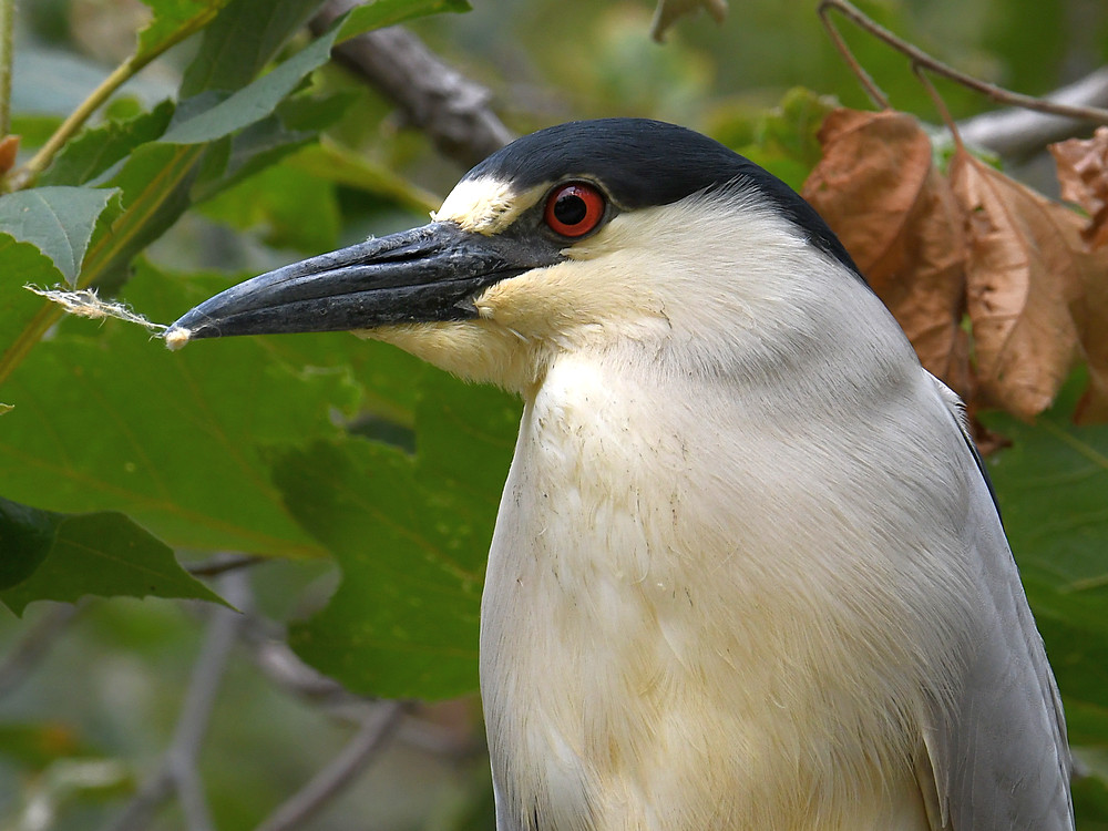 BlackHeron16.jpg