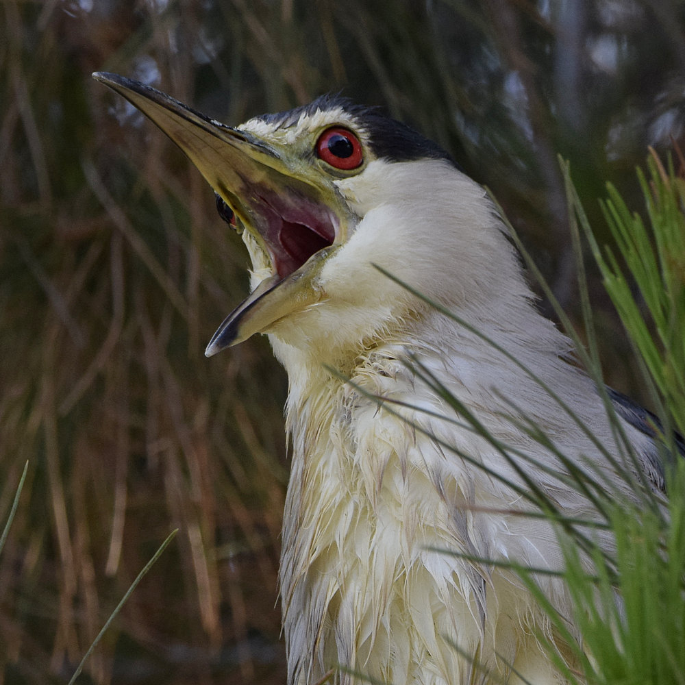 BlackHeron16.jpg
