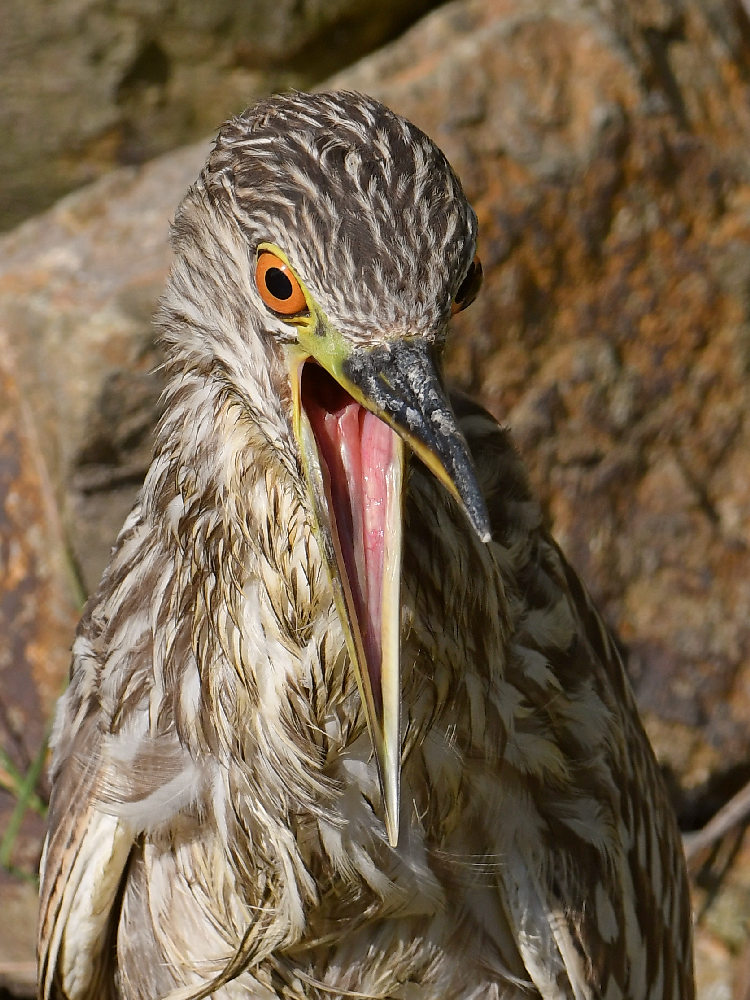 BlackHeron17.jpg