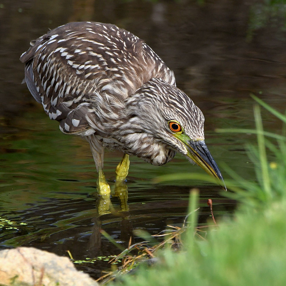BlackHeron17.jpg