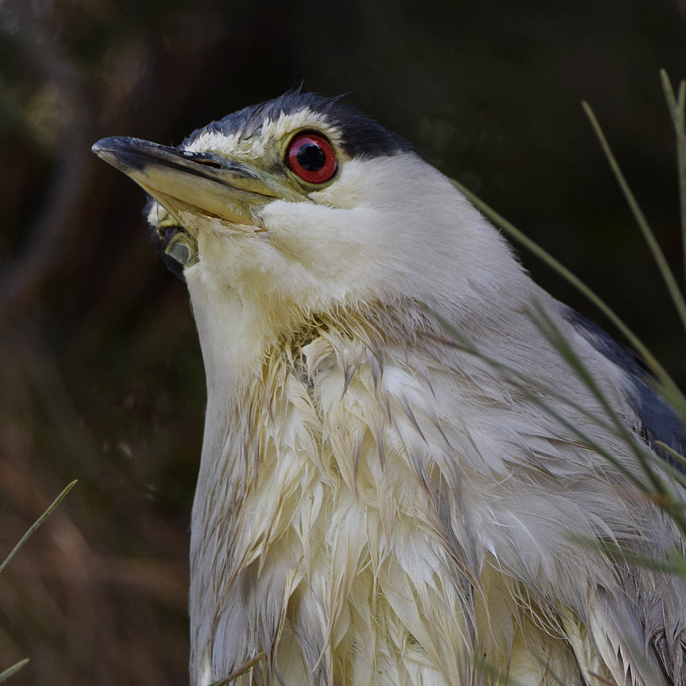 BlackHeron17.jpg