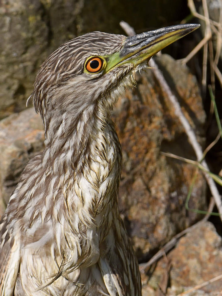 BlackHeron18.jpg