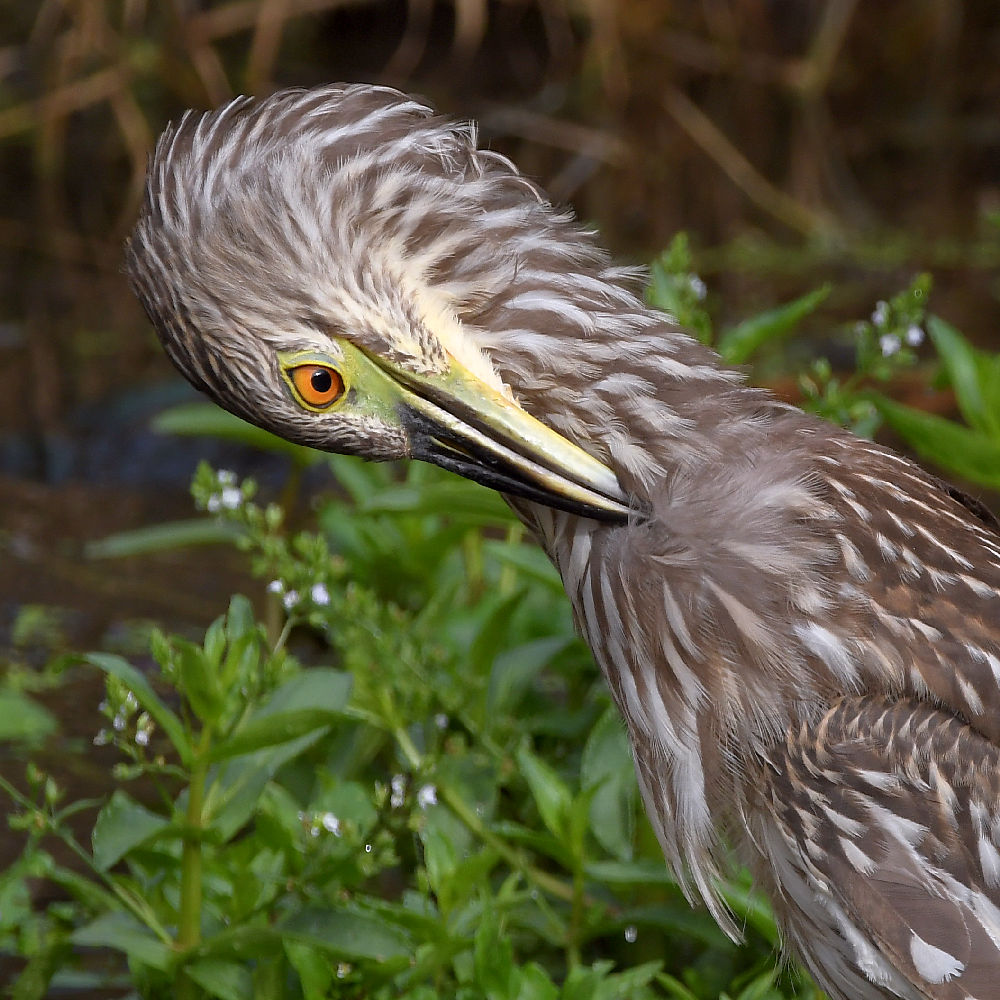 BlackHeron18.jpg