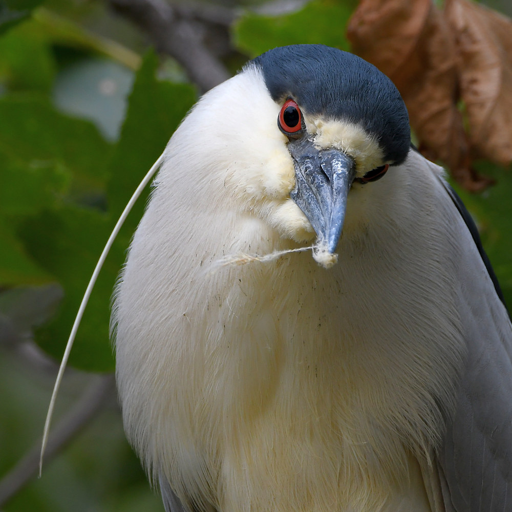 BlackHeron18.jpg