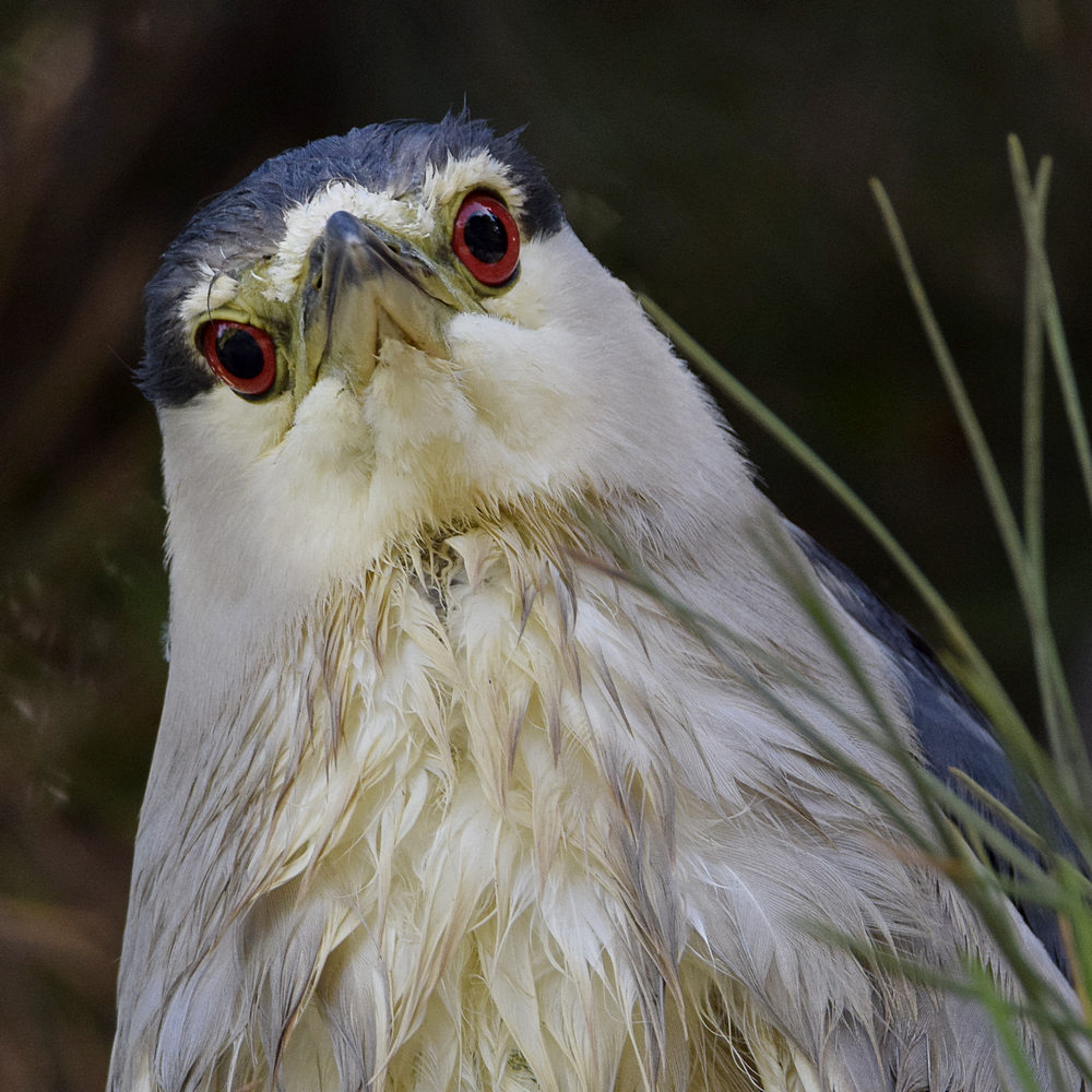 BlackHeron18.jpg