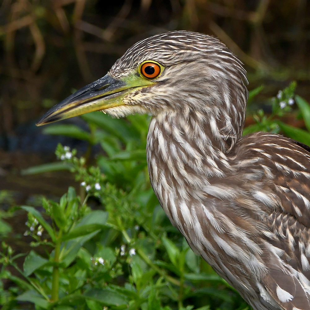 BlackHeron19.jpg