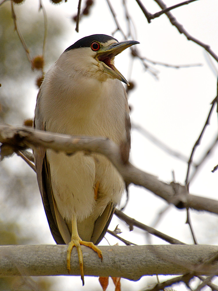 BlackHeron2.jpg