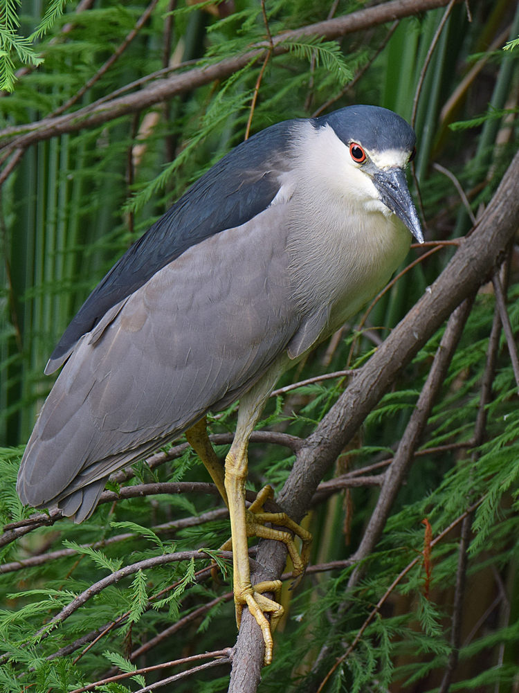 BlackHeron2.jpg
