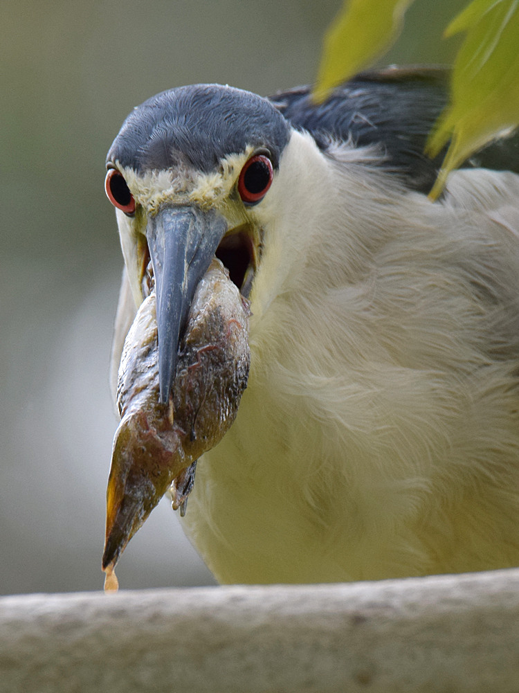BlackHeron2.jpg