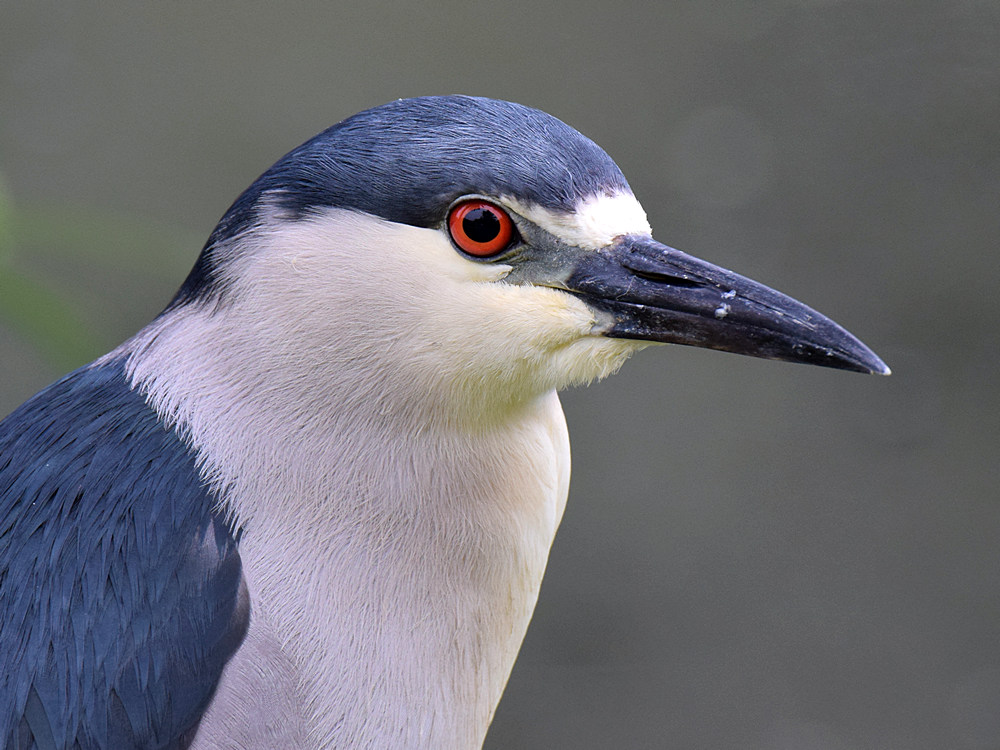 BlackHeron2.jpg