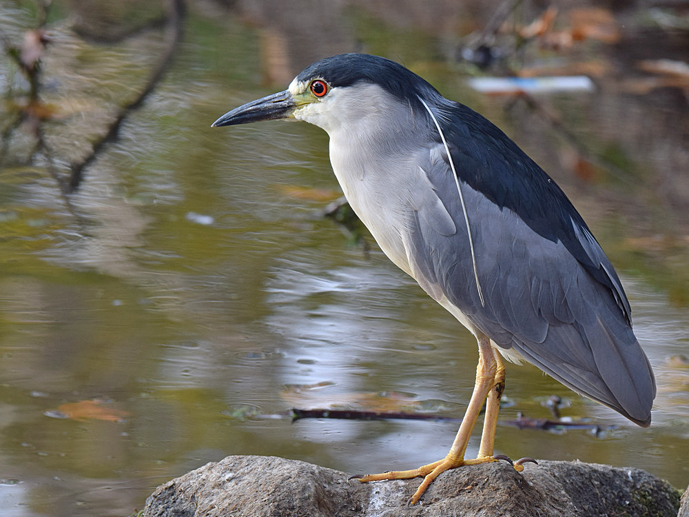 BlackHeron2.jpg