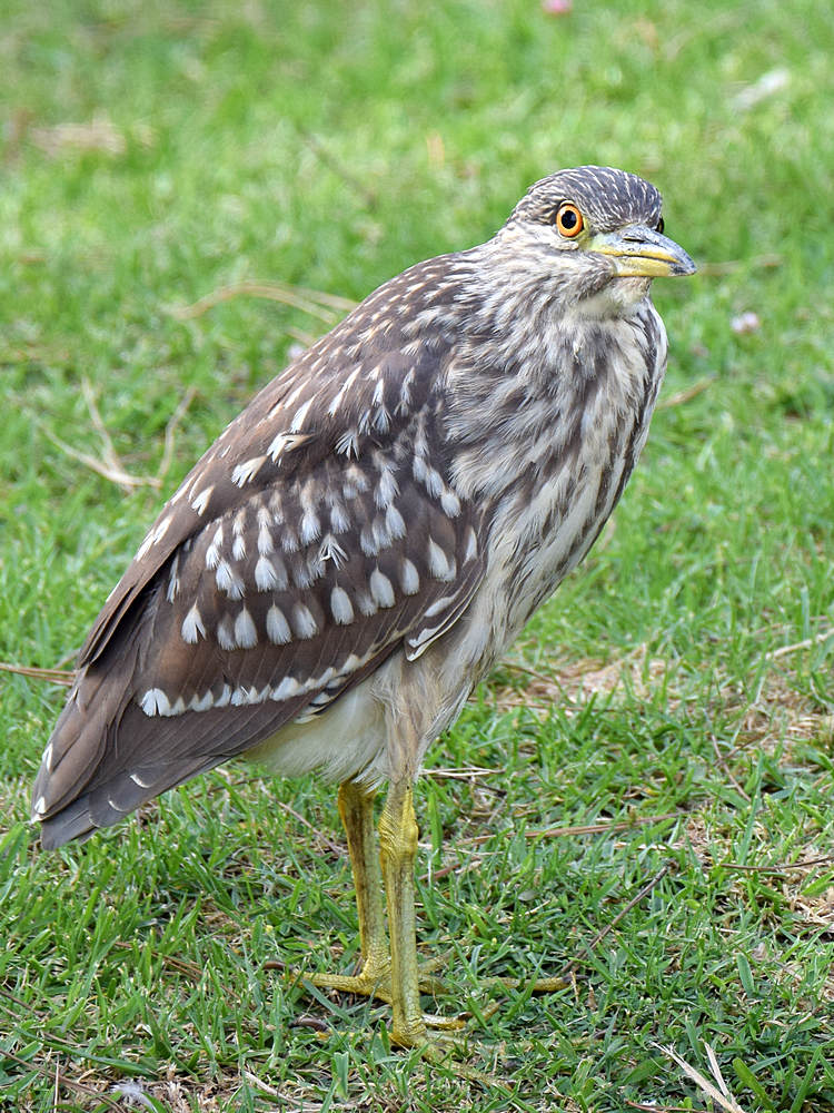 BlackHeron2.jpg