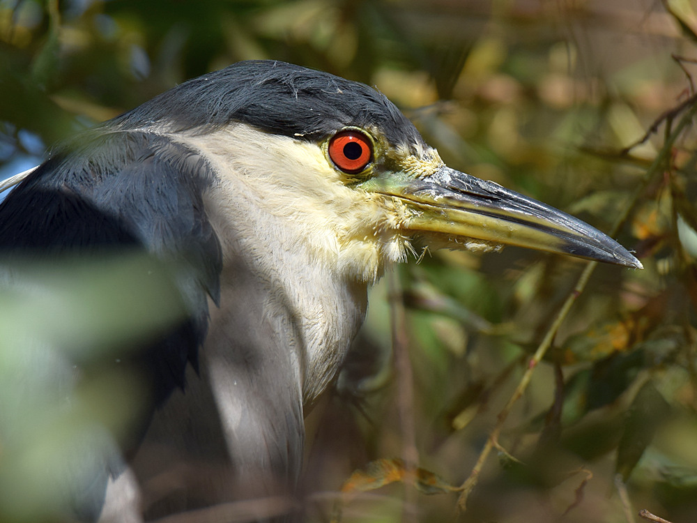 BlackHeron2.jpg