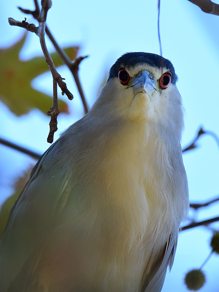 BlackHeron2.jpg