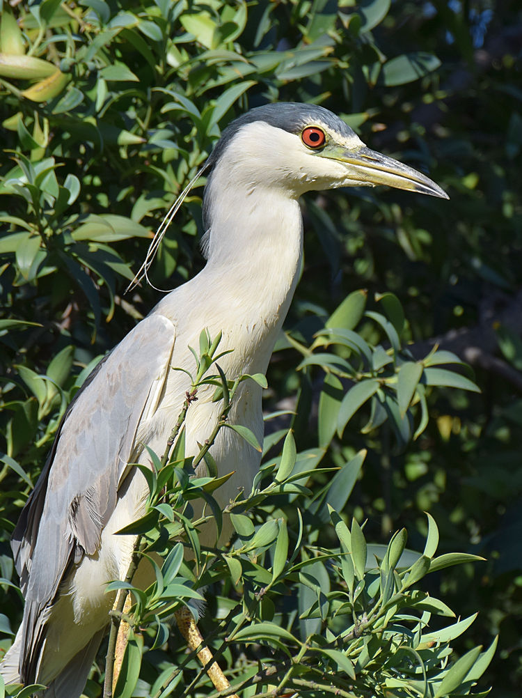 BlackHeron2.jpg