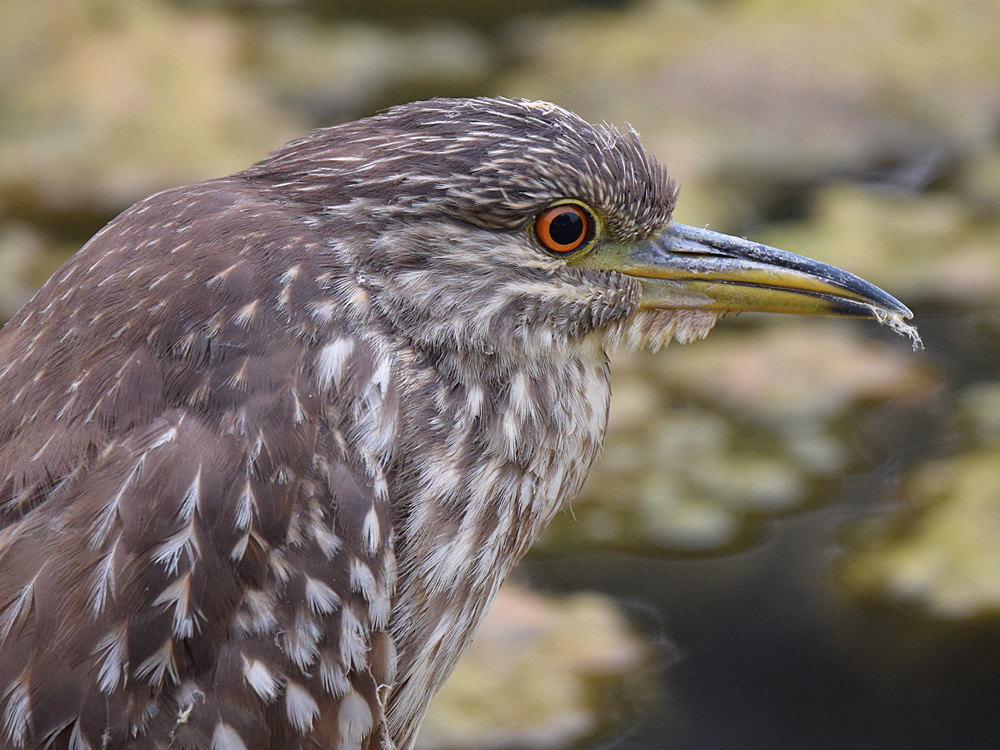 BlackHeron2.jpg