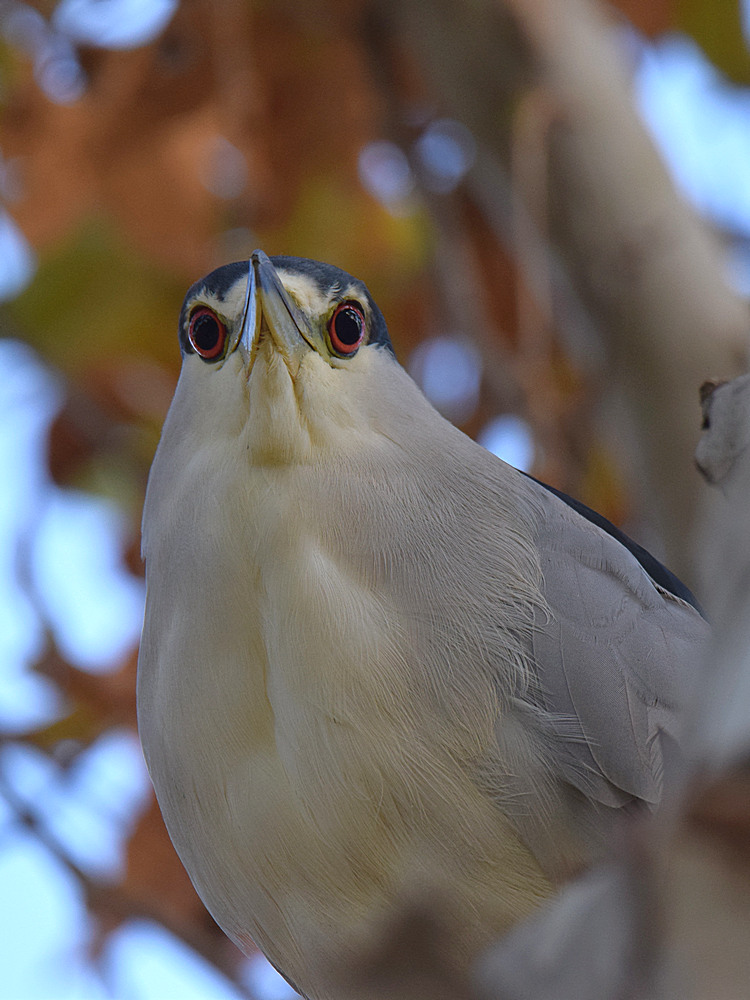 BlackHeron2.jpg