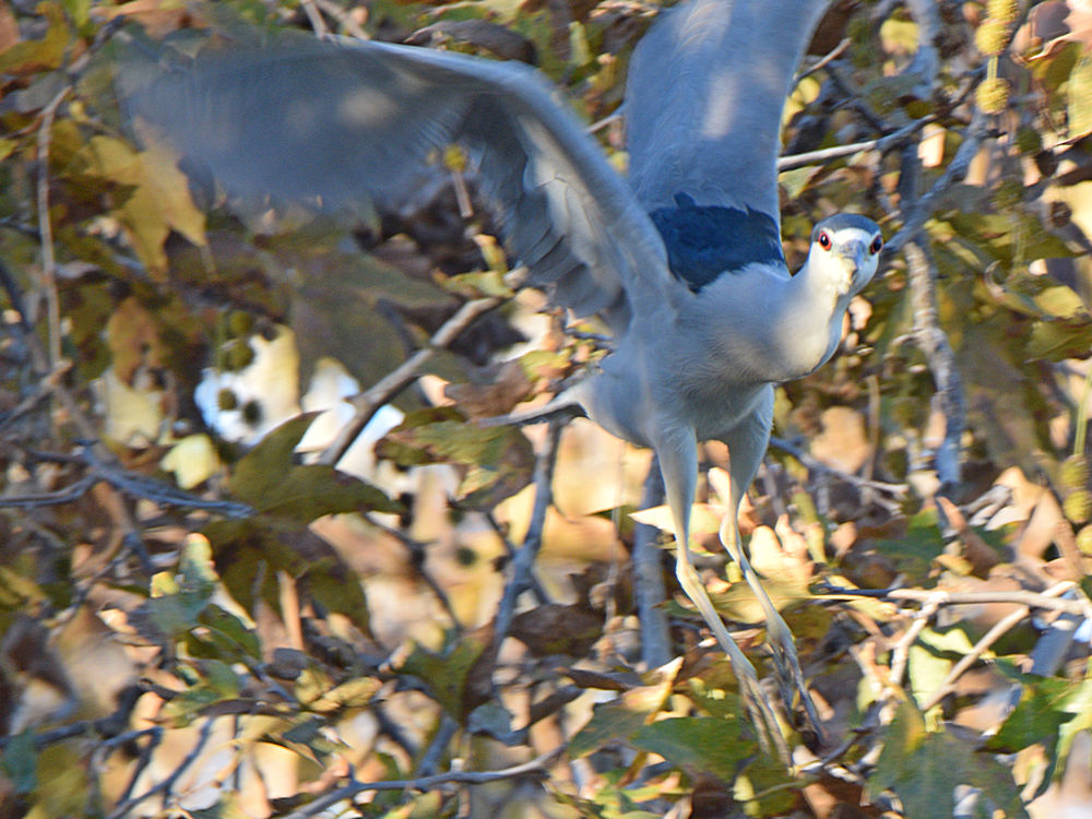 BlackHeron2.jpg