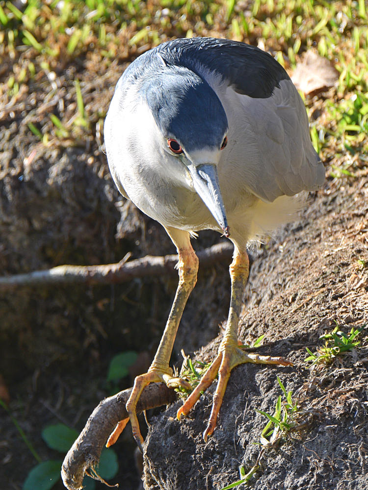 BlackHeron2.jpg