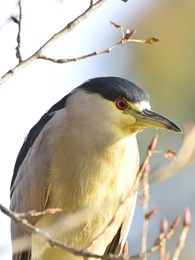 BlackHeron2.jpg