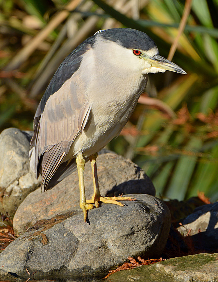 BlackHeron2.jpg