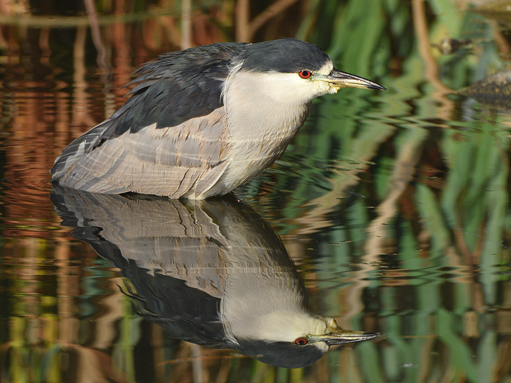 BlackHeron2.jpg