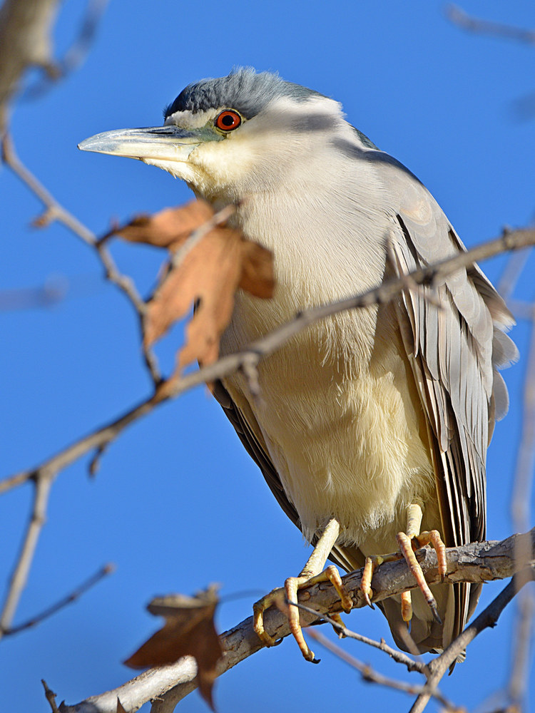 BlackHeron2.jpg