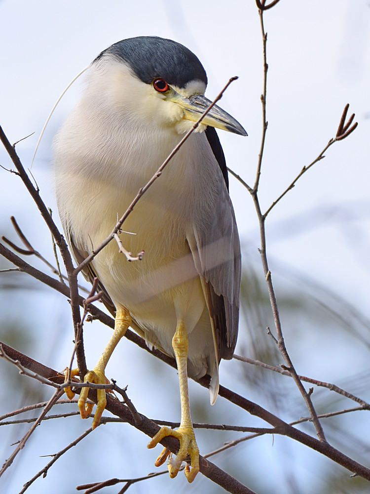 BlackHeron2.jpg