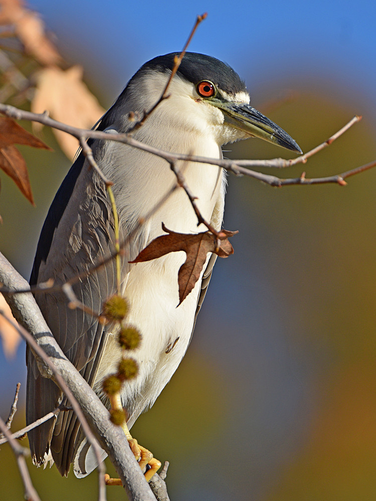 BlackHeron2.jpg