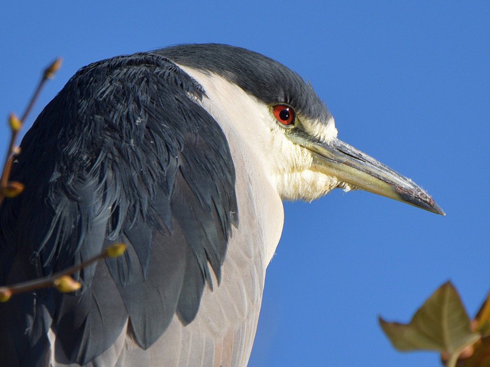 BlackHeron2.jpg