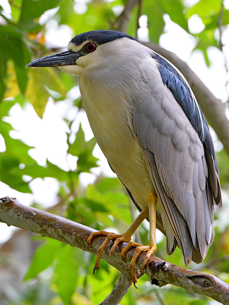 BlackHeron2.jpg