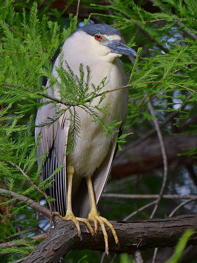 BlackHeron2.jpg