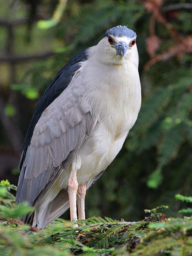 BlackHeron2.jpg