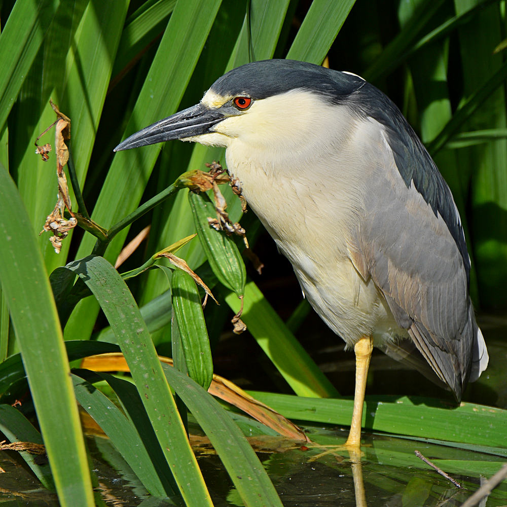 BlackHeron2.jpg