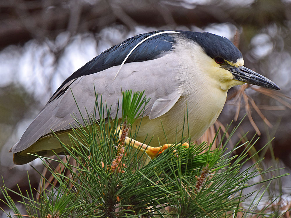 BlackHeron2.jpg