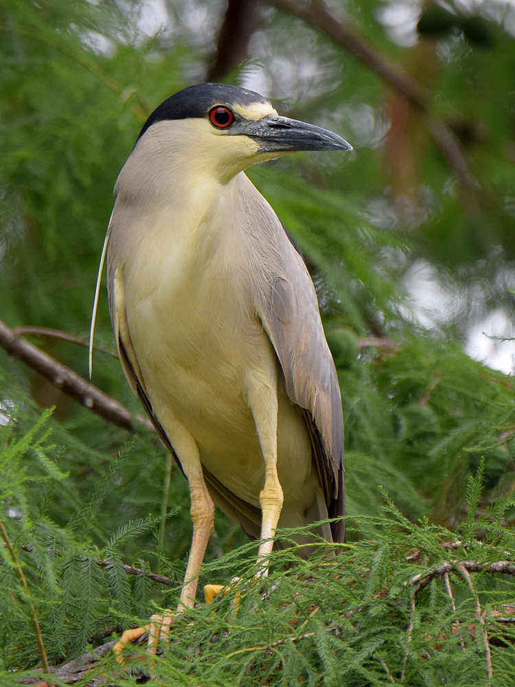 BlackHeron2.jpg