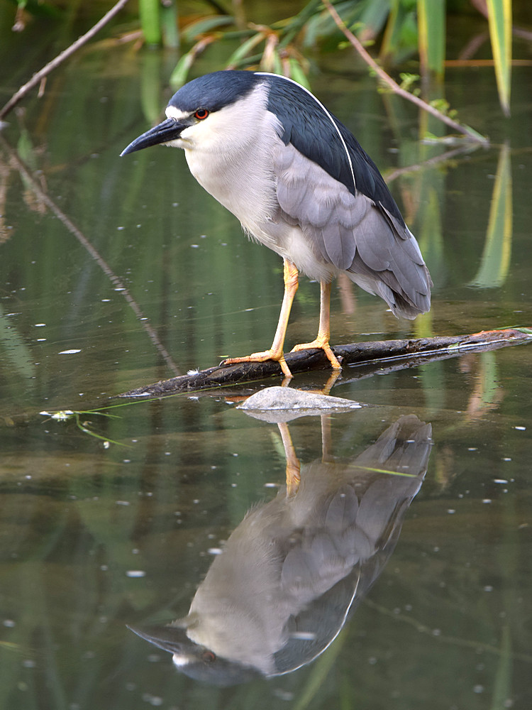 BlackHeron2.jpg