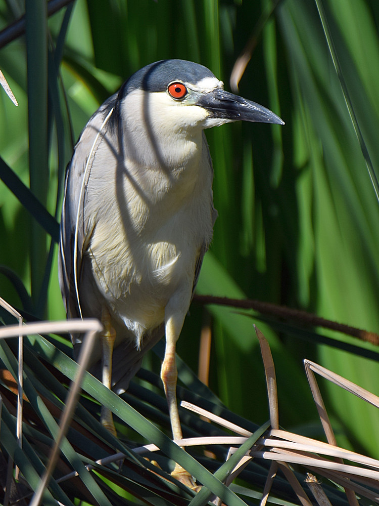 BlackHeron2.jpg