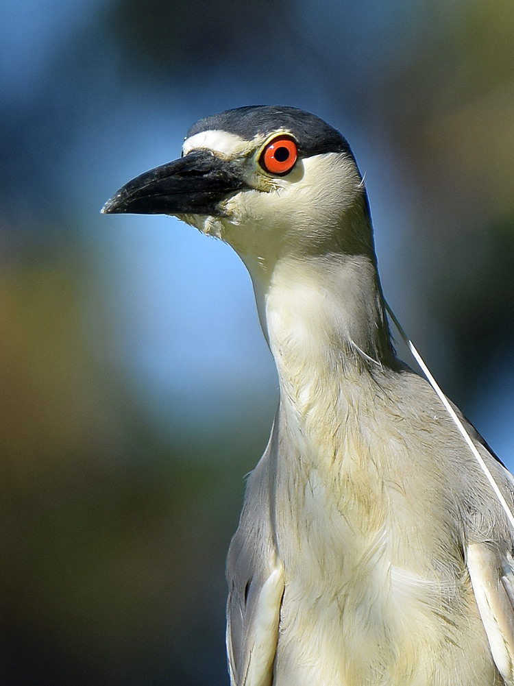 BlackHeron2.jpg