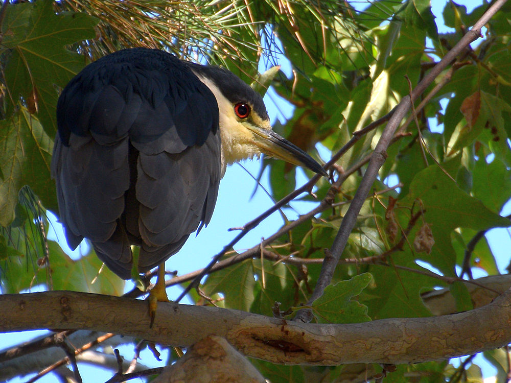 BlackHeron2.jpg
