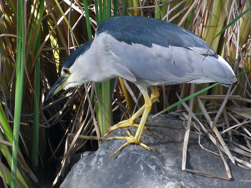 BlackHeron2.jpg